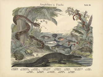 Amphibiens et poissons, vers 1860
